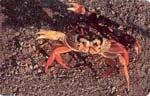 Gecarcinus_lateralis