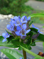 Gentiana_macrophylla