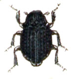 Georissus