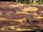 Geosmithia_morbida