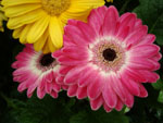 Gerbera_hybrid_cv___Estelle_Ivory_