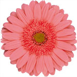 Gerbera_hybrid_cv___Terra_Regina_