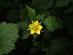 Geum_urbanum