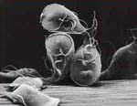 Giardia_intestinalis_ATCC_50581