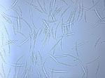 Gibberella_avenacea_Fa05001