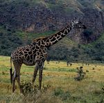 Giraffa_camelopardalis_tippelskirchi