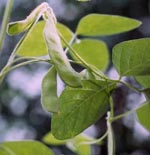 Glycine_max_cultivar_Lee