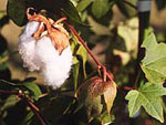 Gossypium_arboreum