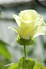 Gossypium_barbadense_cultivar_Xinhai21