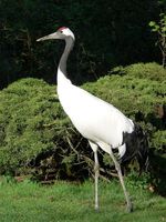 Grus_japonensis