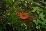 Gymnopilus_chrysopellus_PR_1187