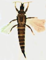 Gynaikothrips_ficorum