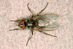 Haematobia_irritans_irritans