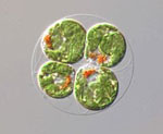 Haematococcus_pluvialis