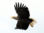 Haliaeetus_albicilla