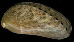 Haliotis_asinina