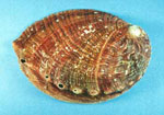 Haliotis_discus