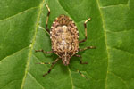 Halyomorpha_halys