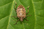 Halyomorpha_halys