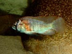 Haplochromis_burtoni