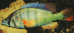 Haplochromis_chilotes