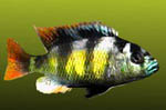 Haplochromis_sp_