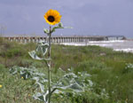 Helianthus_argophyllus