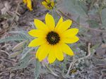 Helianthus_niveus