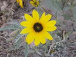 Helianthus_niveus