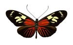 Heliconius_burneyi