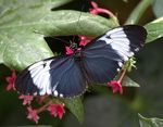 Heliconius_cydno