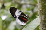 Heliconius_cydno_alithea