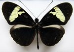 Heliconius_cydno_cordula