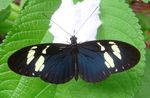 Heliconius_cydno_weymeri