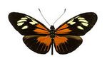 Heliconius_demeter