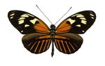 Heliconius_elevatus