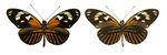 Heliconius_elevatus_bari