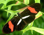 Heliconius_erato