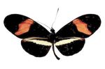 Heliconius_erato_demophoon