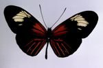 Heliconius_erato_lativitta