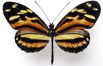 Heliconius_ethilla