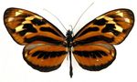 Heliconius_ethilla_aerotome