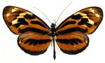 Heliconius_ethilla_aerotome