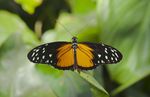 Heliconius_hecale