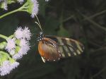 Heliconius_hecalesia