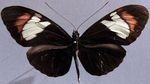 Heliconius_heurippa