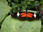 Heliconius_hierax