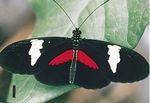 Heliconius_himera