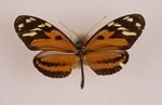 Heliconius_ismenius