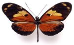 Heliconius_ismenius_metaphorus